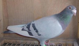 鸽子爆料亲生父母视频大全,鸽子爆料亲子视频大集合